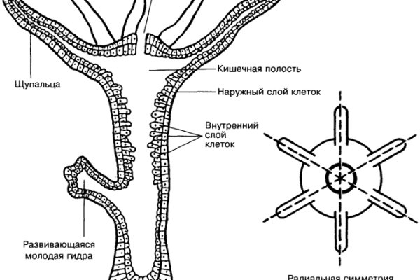 Кракен онион ссылки